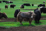 Yaks auf der Weide